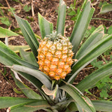 3 Live Pineapple Plants, Gold Tropical Fruit, 5-8 Inches Tall, Home Garden