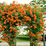 Live Orange Climbing Rose Plant, Flowering Landscape Plant For Gardens