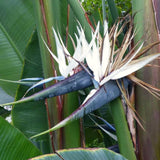 4 Live White Bird Of Paradise, Tropical Flower Plants, 4-8 Inches Tall