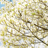 Live White Flowering Dogwood Tree, 10-16 Inches Tall In Quart Nursery Pot