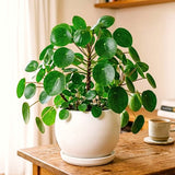 Live Pilea Peperomioides Houseplant, Round Green Leaves, 5-7 Inches Tall