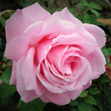 Live Pink Rose Bush, Fragrant Blooming Heirloom Plant, 5-10 Inches Tall
