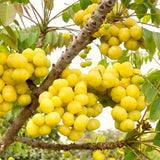 Live Star Gooseberry Tree, 18-26 Inch Fruit Shrub, Potted Outdoor Plant