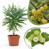 Live Star Gooseberry Tree, 18-26 Inch Fruit Shrub, Potted Outdoor Plant