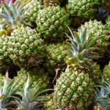 2 Live White Jade Pineapple Plants, 4-6 Inches, Tropical Indoor Outdoor
