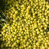 Live Star Gooseberry Tree, 18-26 Inch Fruit Shrub, Potted Outdoor Plant