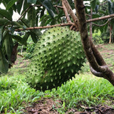 Live Guanabana Soursop Tree, 6-10 Inch Potted Tropical Fruit Tree Plant