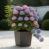 Live Hydrangea Shrub, Random Flower Color, 5-10 Inch Landscape Garden Plant