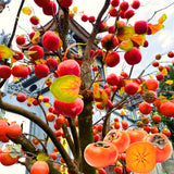 Cold Hardy American Persimmon Tree Seedling, 6-14 In. Tall In Quart Pot