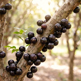 Live Black Jaboticaba Fruit Tree Plant, 1 Ft Tall For Patio And Orchard