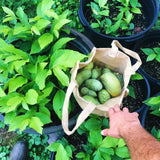 2 Pawpaw Live Plant Seedlings, 6 To 10 Inch Hardy Fruit Trees, Bare Root