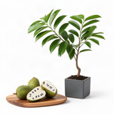 Live Soursop Guanabana Orchard Tree, Tropical Fruit Plant, 5-9 Inches Tall