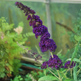 Dark Purple Buddleia Starter Shrub, 4 To 6 Inch Live Outdoor Garden Plant