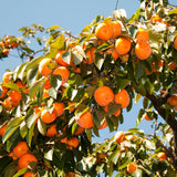 Live Persimmon Tree, 6-15 Inch Potted Seedling With Sweet Orange Fruit
