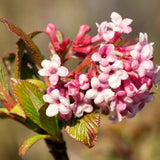 Pink Viburnum Flowering Shrub, 6-10 Inch Live Plant For Outdoor Gardens
