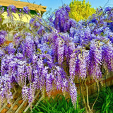 Live Purple Wisteria Vine For Containers, 6-12 Inches Tall, 2.5 Inch Pot