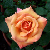 Live Coral Rose Bush, Fragrant Heirloom Starter For Planting, 5-10 Inch