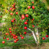 Live Red Pomegranate Tree For Patios, 8-12 Inches Tall, Half Gallon Pot