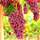 2 Red Grape Vine Live Plants, 5-8 Inch Tall Vines For Sunny Garden Growing