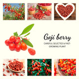 4 Live Goji Berry Plants, 3-6 Inch Sweet Fruit Bushes For Indoor Outdoor