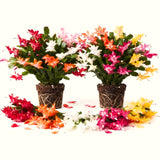 2 Live Christmas Cactus Plants, Multicolor Blooms, 4-8 Inch Houseplants