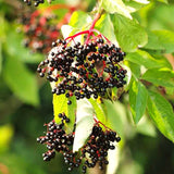2 Live Black Elderberry Plants, 6-12 Inch Tall Home Garden Fruit Shrubs