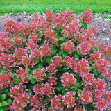 Ruby Slipper Hydrangea Live Plant, 5-9 Inch Flowering Outdoor Garden Shrub