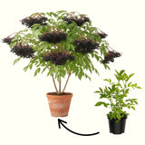 Live Black Elderberry Shrub In Quart Pot, 8-12 Inch Outdoor Garden Plant