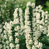 Live Mock Orange Shrub, 1-Year-Old Potted Plant, Fragrant White Blooms
