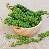 Live Black Pepper Plant, 3-6 Inch Tall, Well-Rooted Piper Nigrum Tree.