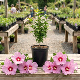 Live Pink Rose Of Sharon Shrub, 6-13 Inch Plant For Summer Garden Blooms