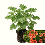 2 Live Scented Geranium Plants, Fragrant Flowers, 4-7 Inches Tall For Pots