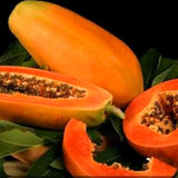 Papaya Live Fruit Tree, 5-10 Inches Tall In 4-Inch Pot, With Sweet Fruit