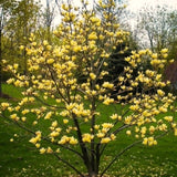 Live Yellow Bird Magnolia Plant, Flowering Garden Shrub, 6-12 Inches Tall