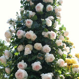Live White Climbing Rose Plant, Starter Size 5-9 Inches, Ready To Plant