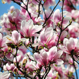 Saucer Magnolia Flowering Tree Live Plant, 6-12 Inches Tall In 3-Inch Pot