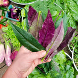 2 Live Okinawa Spinach Plants, 4-8 Inch Vegetable Plants For Garden Spaces