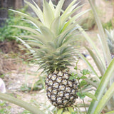 3 Live White Jade Pineapple Plants, Well-Rooted Fruit, 5-8 Inches Tall