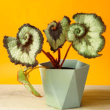 2 Live Angel Wing Maculata Begonia Plants, Silver Green, 5-9 Inches Tall