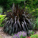 2 Live Fountain Grass Plants, 5-9 Inch Ornamental Landscape Border Grass