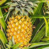 Live Sugarloaf Tropical Fruit Plant, 5-8 Inch Starter For Patio Planter