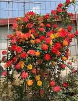 Live Climbing Rose Plant, Red Orange And Yellow Blooms, 5-9 Inches Tall