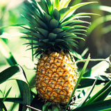 2 Live Pineapple Trees, 5-8 Inch Tropical Fruit Plants For Outdoor Gardens