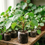 2 Live Pilea Peperomioides, 5-7 Inch Tall Money Houseplants For Indoors