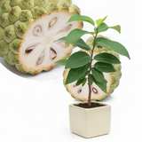 Live Atemoya Fruit Tree Plant In Gallon Pot, Sugar Apple Cross, 2-3 Ft Tall