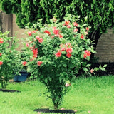 Live Red Rose Of Sharon Shrub, 6-12 Inch Potted Landscape Flower Bush Plant