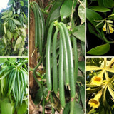 Vanilla Bean Plant, Live Green Vine In Half Gallon Pot For Indoor Garden