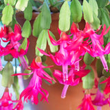 2 Live Pink Christmas Cactus Plants, 4-8 Inch Indoor Holiday Houseplant