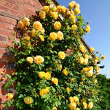 Live Yellow Rose Plant, Well Rooted, Fragrant Blooms, 5 To 9 Inches Tall