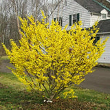 2 Yellow Witch Hazel Trees, Flowering Shrubs In Quart Pots For Planting